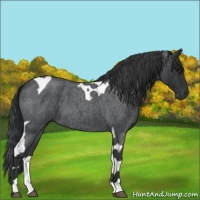 Horse Color:Blue Roan Tobiano 