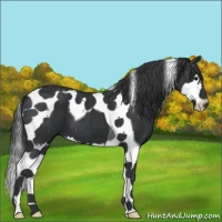 Horse Color:Black Splash Tobiano 