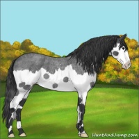 Horse Color:Blue Roan Splash 