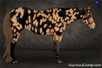Horse Color:Void Buckskin Appaloosa 