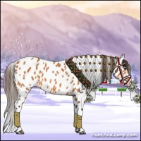Horse Color:Buckskin Leopard 