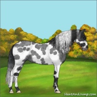 Horse Color:Blue Roan Tobiano Frame 