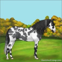 Horse Color:Blue Roan Splash Tobiano 