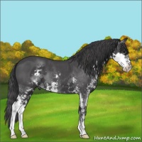 Horse Color:Blue Roan Splash
