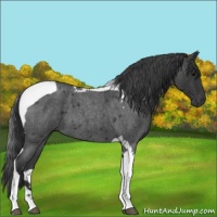 Horse Color:Blue Roan Tobiano