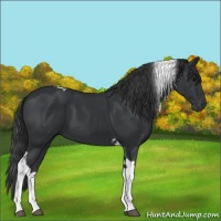 Horse Color:Black Tobiano