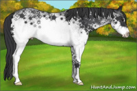 Horse Color:White Spotted Blue Roan