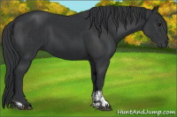 Horse Color:Black  and Black 