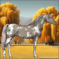 Horse Color:White Spotted Silver Grullo Appaloosa 