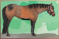 Horse Color:ERROR: UNKNOWN ANOMALY