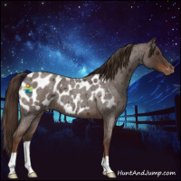 Horse Color:Liver Red Roan Appaloosa 