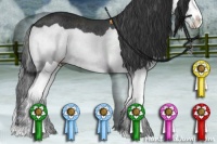 Horse Color:Black Splash Rabicano 