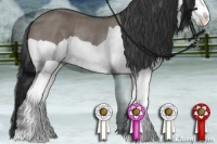 Horse Color:Grullo Splash Rabicano 