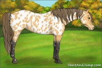Horse Color:Buckskin Appaloosa