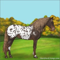 Horse Color:Liver Chestnut Appaloosa Rabicano 