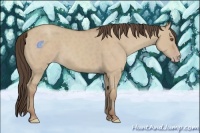 Horse Color:Classic Champagne Dun 