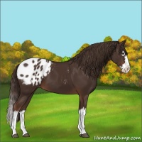 Horse Color:Liver Chestnut Sabino Splash Appaloosa 