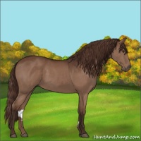 Horse Color:Liver Chestnut 