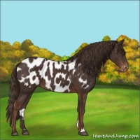 Horse Color:Liver Chestnut Appaloosa