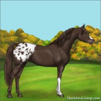 Horse Color:Liver Chestnut Appaloosa 