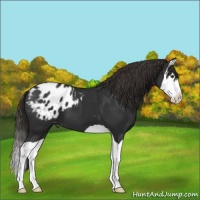 Horse Color:Liver Chestnut Splash Appaloosa 