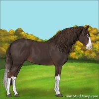 Horse Color:Liver Chestnut Splash 