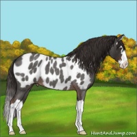 Horse Color:Liver Red Roan Splash Appaloosa 