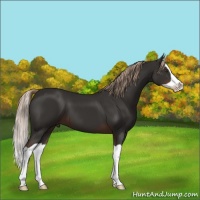 Horse Color:Liver Chestnut Splash 