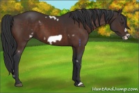 Horse Color:White Spotted Brown Frame 