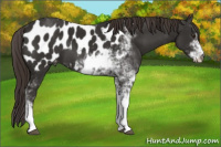 Horse Color:Liver Chestnut Sabino Near Leopard 