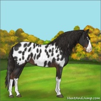 Horse Color:Liver Chestnut Sabino Splash Appaloosa 