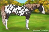 Horse Color:Liver Chestnut Sabino Splash Appaloosa 