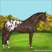Horse Color:Liver Chestnut Sabino Appaloosa 