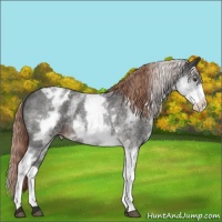 Horse Color:White Spotted Liver Red Roan Appaloosa 