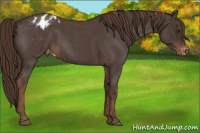 Horse Color:Liver Red Roan Varnish 