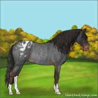 Horse Color:Liver Red Roan Appaloosa Rabicano 