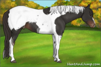 Horse Color:Liver Chestnut Tobiano Snowcap 