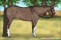 Horse Color:Liver Red Dun 