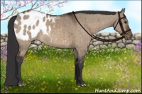 Horse Color:Brown Dun Appaloosa Brindle 