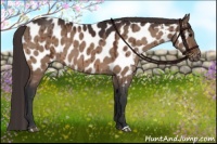 Horse Color:Bay Dun Near Leopard Brindle 