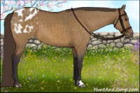 Horse Color:Buckskin Dun Appaloosa Brindle
