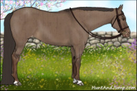 Horse Color:Liver Red Dun Appaloosa Brindle 