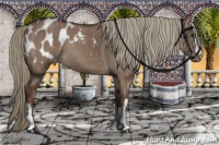 Horse Color:Liver Red Dun Appaloosa Brindle