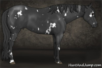 Horse Color:White Spotted Black