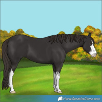 Horse Color:White Spotted Liver Chestnut
