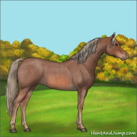 Horse Color:Red Roan 
