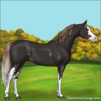 Horse Color:White Spotted Liver Chestnut Splash 