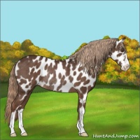 Horse Color:Liver Chestnut Sabino Near Leopard Rabicano 