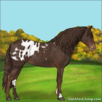 Horse Color:Liver Chestnut Appaloosa 