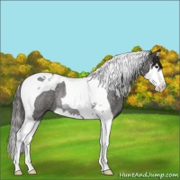 Horse Color:Liver Red Roan Splash Tobiano Rabicano